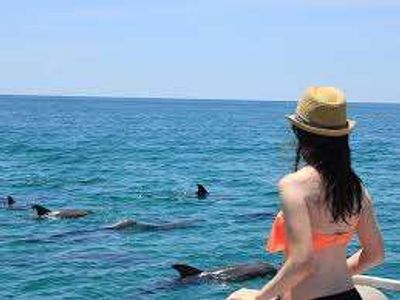 Dolphin Tour Galveston | 3HRS Trip